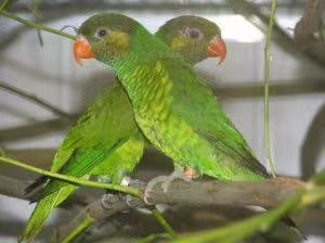 图片[2]-黄绿吸蜜鹦-鹦鹉网