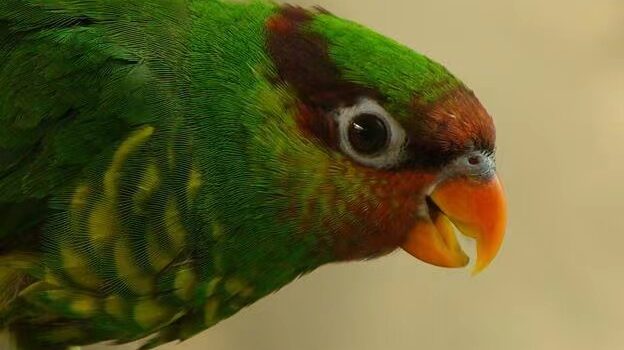 图片[1]-红喉绿吸蜜鹦鹉-鹦鹉网