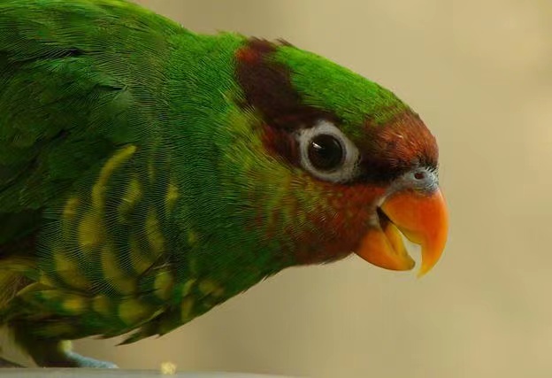 红喉绿吸蜜鹦鹉-鹦鹉网