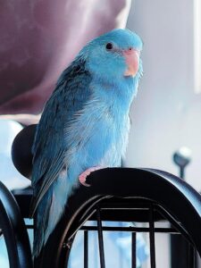 💙孩子们该吃午饭了💙-鹦鹉网