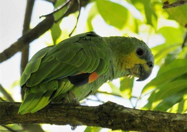 图片[1]-橙翅亚马逊鹦鹉优缺点 脾气很犟的鹦鹉-鹦鹉网