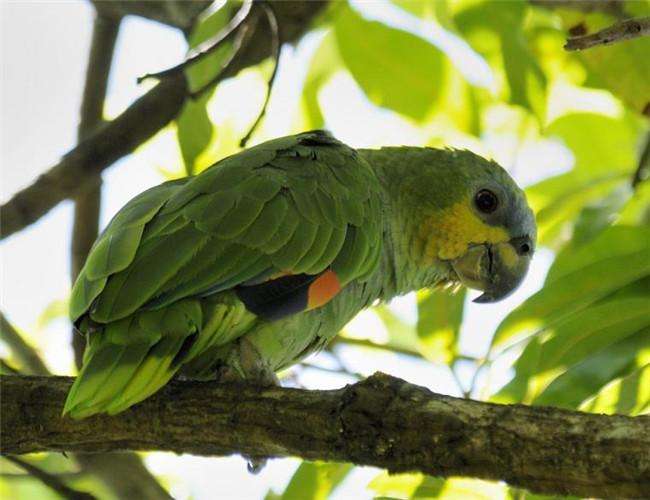 橙翅亚马逊鹦鹉优缺点 脾气很犟的鹦鹉-鹦鹉网