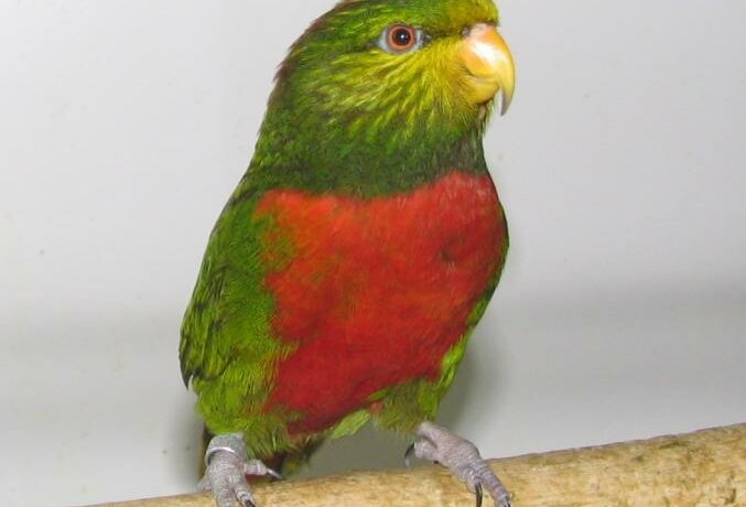 图片[1]-翠绿吸蜜鹦鹉-鹦鹉网