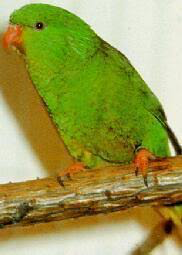 图片[1]-棕榈吸蜜鹦鹉-鹦鹉网