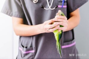虎皮鹦鹉必须吃滋养丸吗？该如何配粮？-鹦鹉网