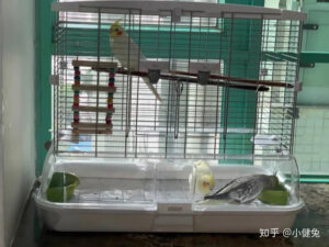 怎么挑选给鹦鹉的笼子?-鹦鹉网