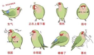 鸚鵡的身體語言🤔🤔-鹦鹉网