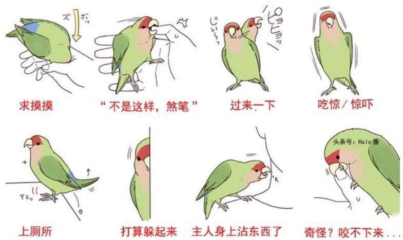 图片[2]-鸚鵡的身體語言🤔🤔-鹦鹉网