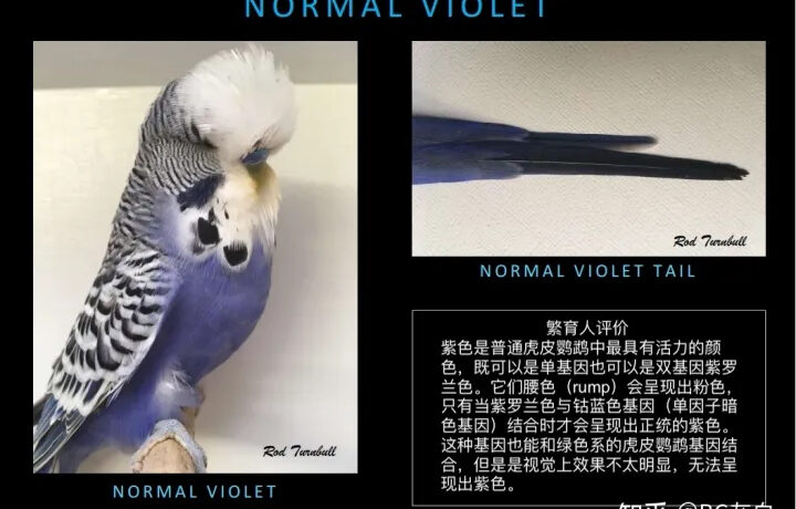 图片[15]-想养紫色的虎皮鹦鹉，会不会很难找？-鹦鹉网