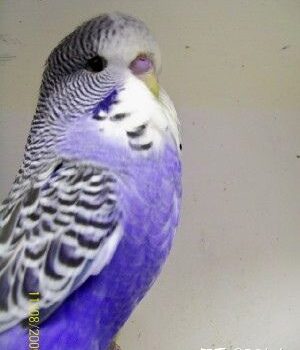 图片[8]-想养紫色的虎皮鹦鹉，会不会很难找？-鹦鹉网