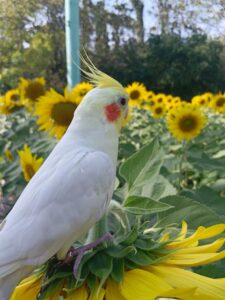 向日葵🌻有我的小脸蛋好看吗😄-鹦鹉网