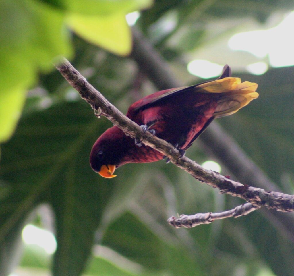 图片[1]-紫红吸蜜鹦鹉-鹦鹉网