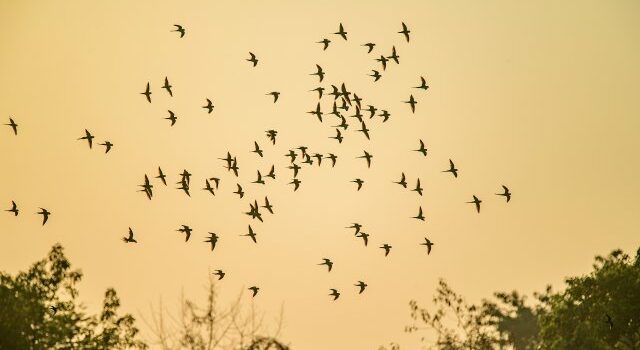 图片[4]-云南瑞丽超百只花头鹦鹉群飞刷新纪录-鹦鹉网