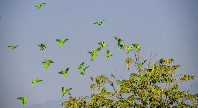 图片[1]-云南瑞丽超百只花头鹦鹉群飞刷新纪录-鹦鹉网