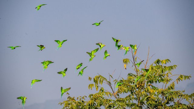 云南瑞丽超百只花头鹦鹉群飞刷新纪录-鹦鹉网