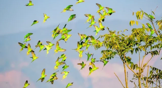 图片[5]-云南瑞丽超百只花头鹦鹉群飞刷新纪录-鹦鹉网