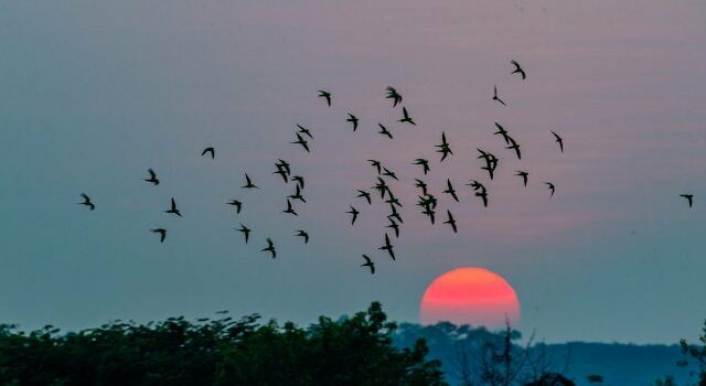 图片[3]-云南瑞丽超百只花头鹦鹉群飞刷新纪录-鹦鹉网