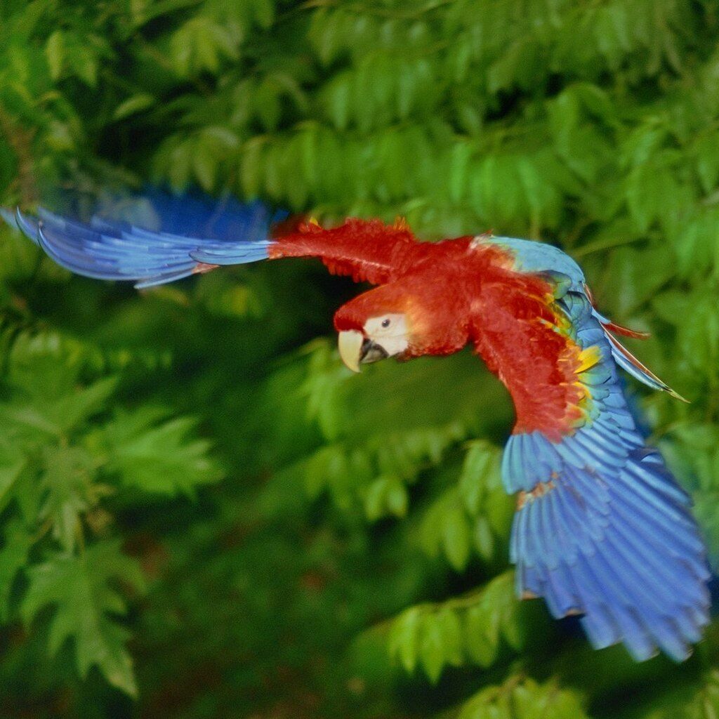 图片[3]-绯红金刚鹦鹉-鹦鹉网