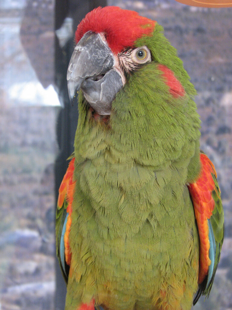 图片[2]-红额金刚鹦鹉, Ara rubrogenys-鹦鹉网