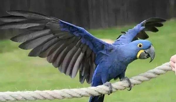 图片[2]-青蓝金刚鹦鹉-鹦鹉网