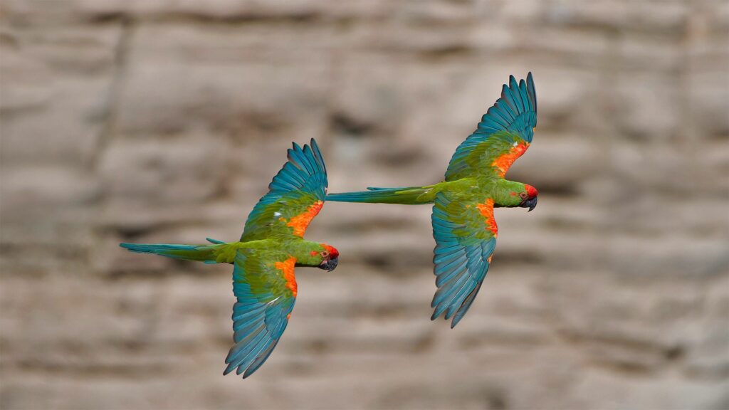 图片[1]-红额金刚鹦鹉, Ara rubrogenys-鹦鹉网