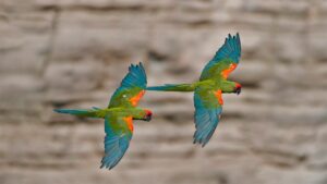 红额金刚鹦鹉, Ara rubrogenys-鹦鹉网