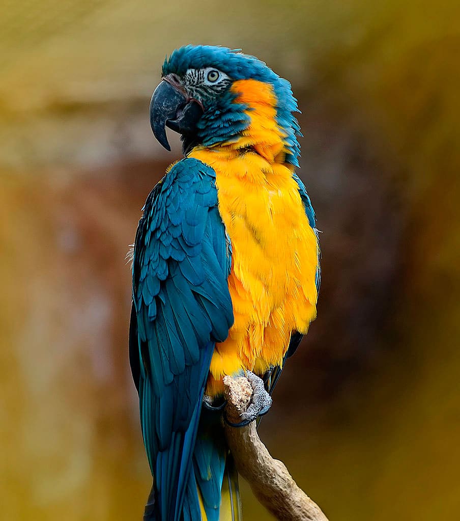 图片[1]-蓝喉金刚鹦鹉-鹦鹉网