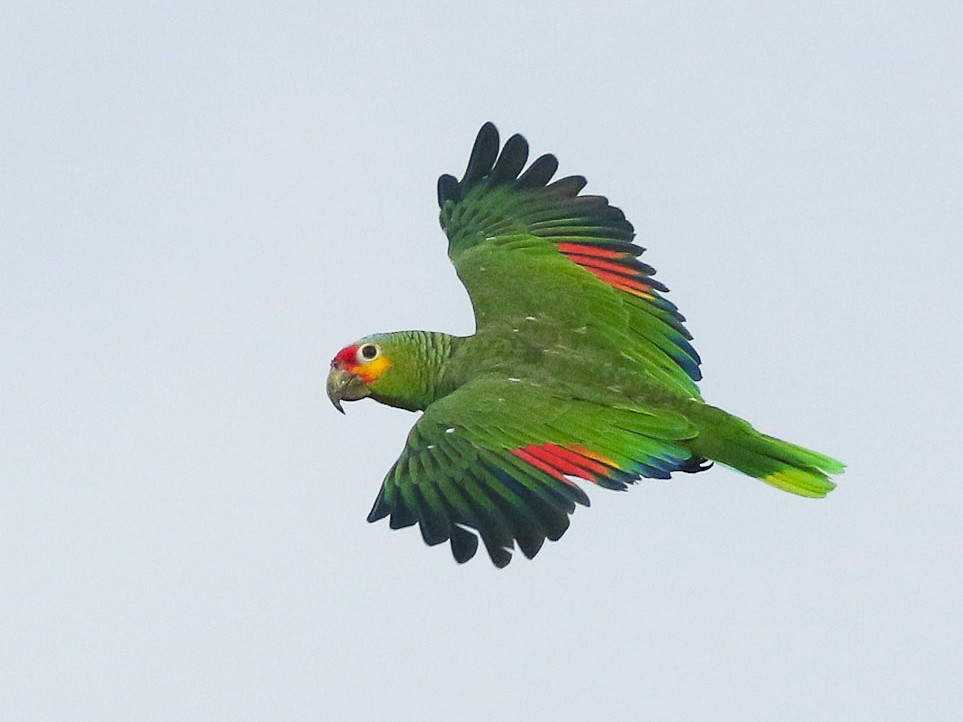红额亚马逊鹦鹉-鹦鹉网