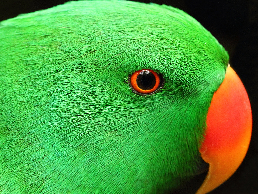 【折衷鹦鹉摄影图片】广州生态摄影_太平洋电脑网摄影部落