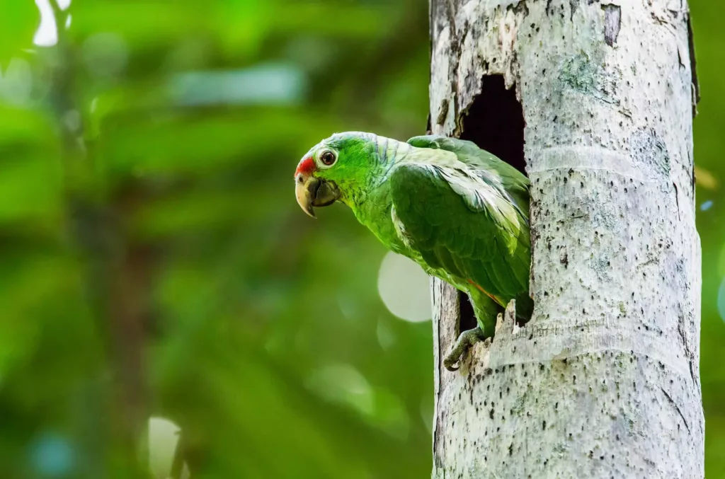 图片[3]-红额亚马逊鹦鹉-鹦鹉网