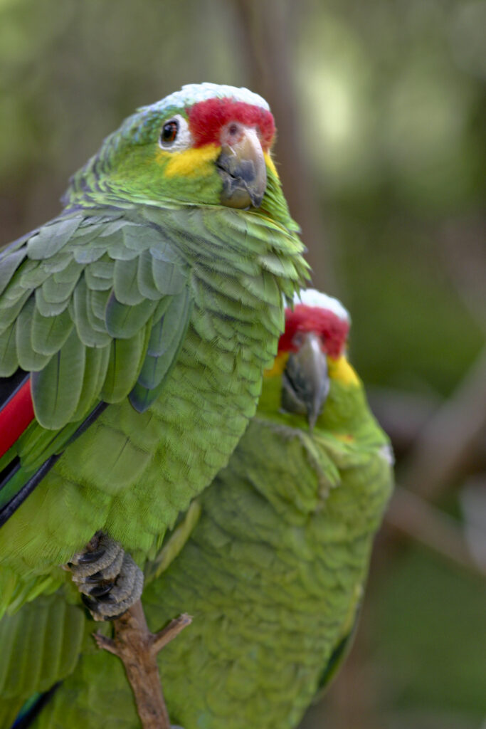 图片[2]-红额亚马逊鹦鹉-鹦鹉网
