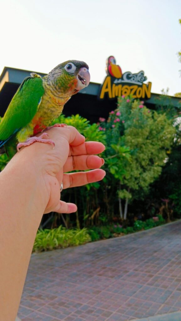 图片[1]-带着小太阳鹦鹉去咖啡店放风-鹦鹉网