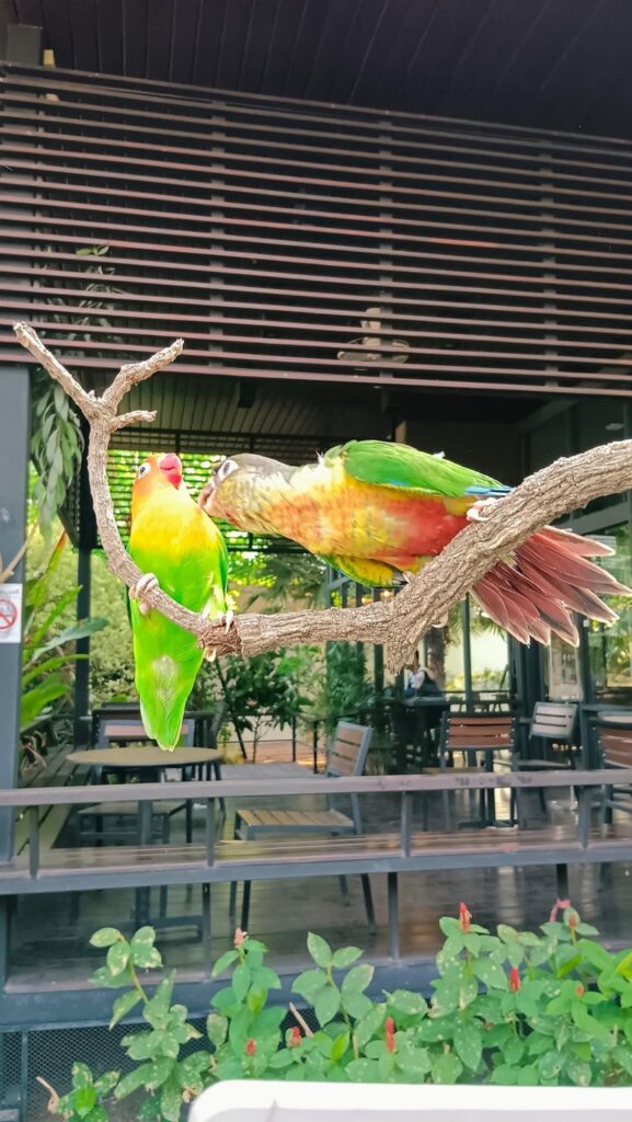图片[6]-带着小太阳鹦鹉去咖啡店放风-鹦鹉网