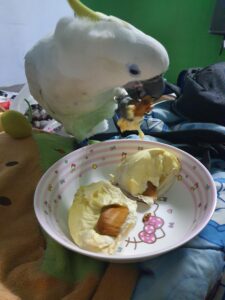 鹦鹉能吃榴莲吗?-鹦鹉网