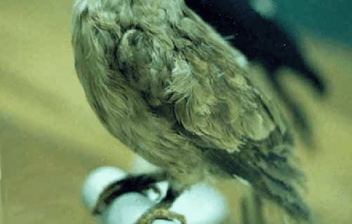 图片[2]-马斯卡林鹦鹉-鹦鹉网