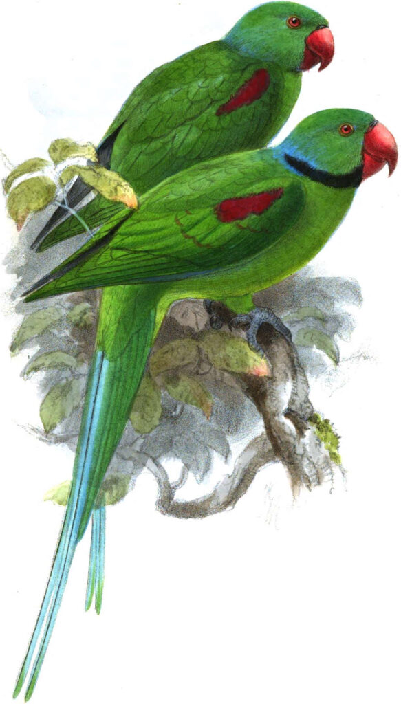 图片[2]-塞舌尔绿鹦鹉-鹦鹉网
