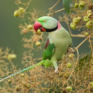 亚历山大鹦鹉 , Psittacula eupatria-鹦鹉网