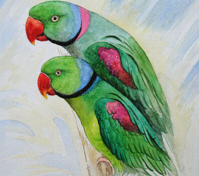 图片[1]-塞舌尔绿鹦鹉-鹦鹉网