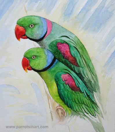 塞舌尔绿鹦鹉-鹦鹉网