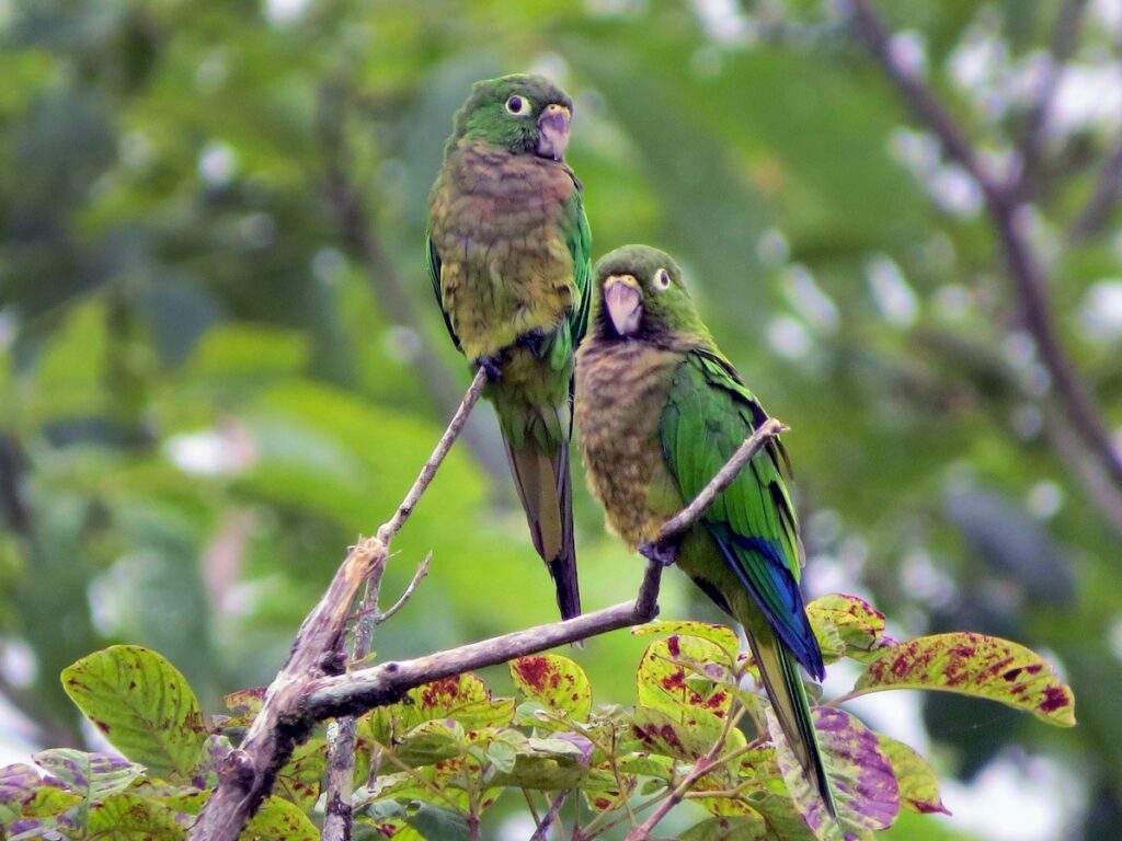 图片[2]-牙买加锥尾鹦鹉-鹦鹉网