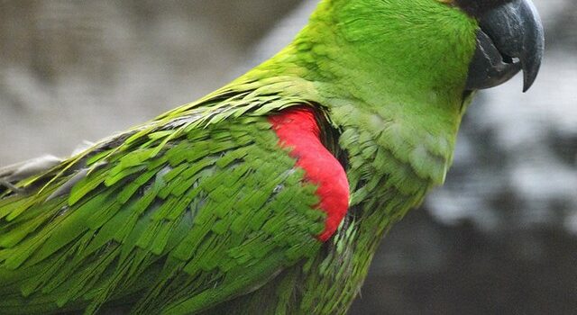 图片[2]-暗红额鹦哥-鹦鹉网