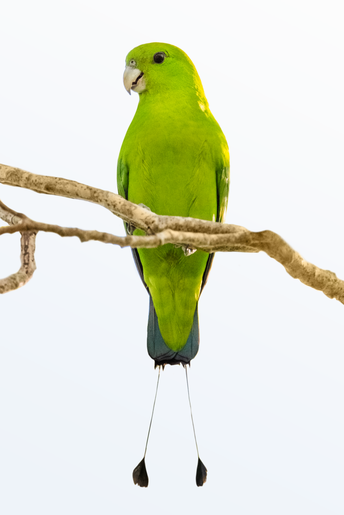 图片[3]-绿扇尾鹦鹉-鹦鹉网