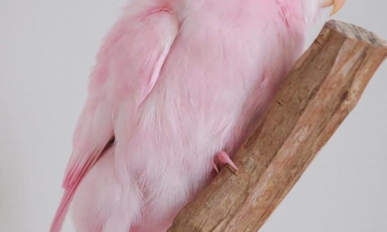 图片[1]-这是一只粉红色的牡丹鹦鹉？-鹦鹉网