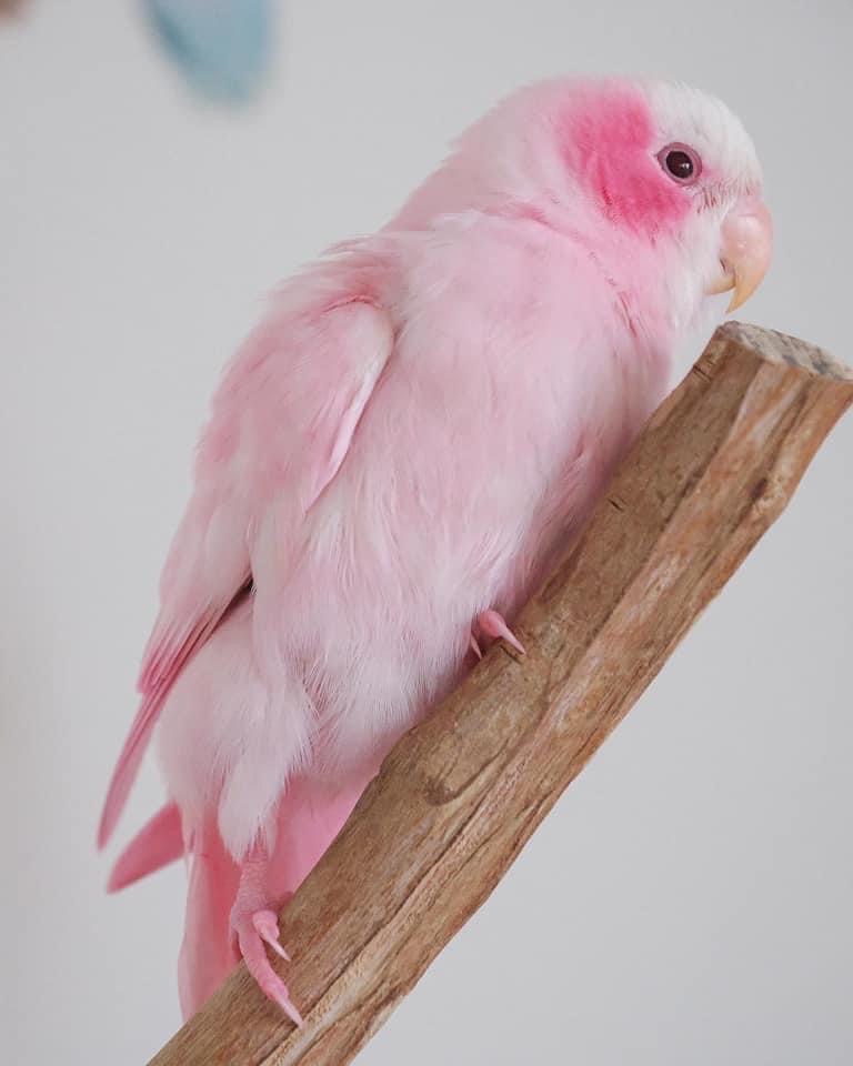 这是一只粉红色的牡丹鹦鹉？-鹦鹉网
