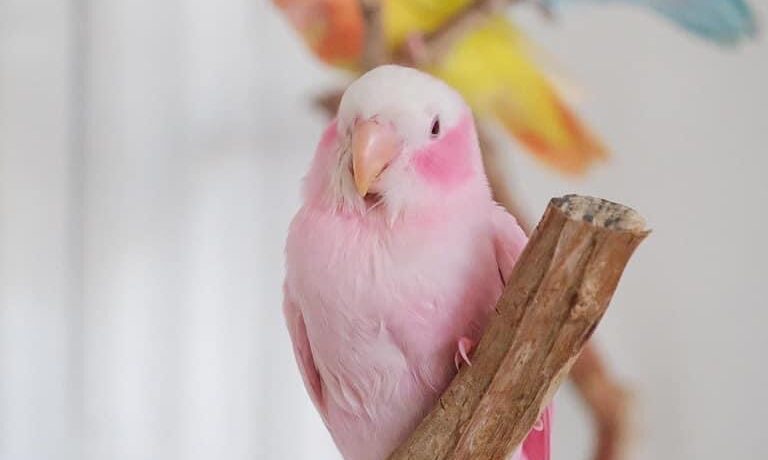 图片[2]-这是一只粉红色的牡丹鹦鹉？-鹦鹉网