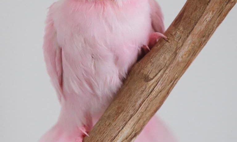 图片[3]-这是一只粉红色的牡丹鹦鹉？-鹦鹉网