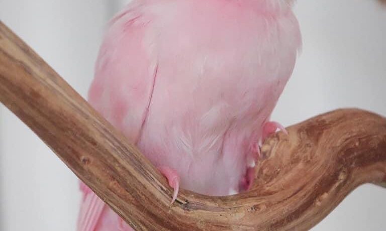 图片[4]-这是一只粉红色的牡丹鹦鹉？-鹦鹉网