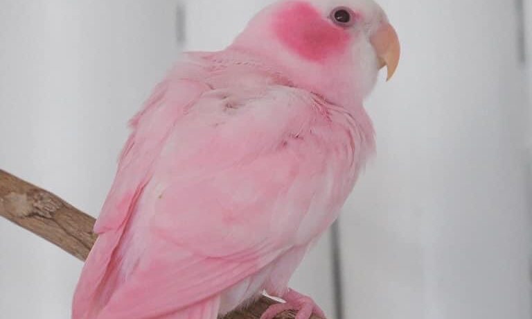 图片[5]-这是一只粉红色的牡丹鹦鹉？-鹦鹉网