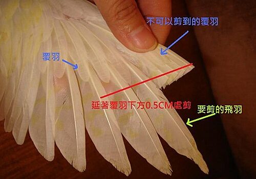 图片[3]-虎皮鹦鹉多久剪羽一次-鹦鹉网
