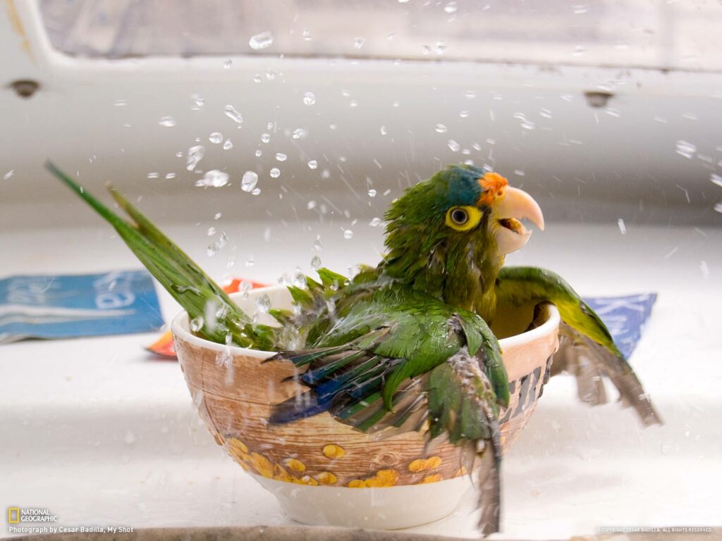 图片[1]-鹦鹉洗澡指南！-鹦鹉网